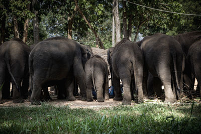 Elephants on field