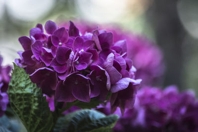 Close-up of purple flower blooming outdoors