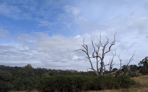 Bare trees on field against sky