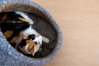 High angle view of dog sleeping on floor