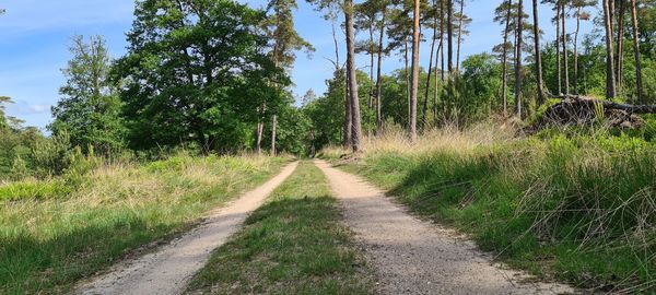 Road amidst trees