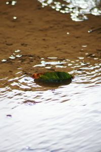 Close-up of duck swimming in lake