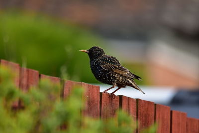 Bird perching on wooden post