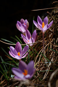Close-up of purple crocus flowers