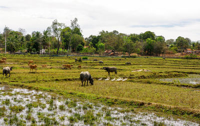 Water buffaloes on grassy field against sky during sunny day