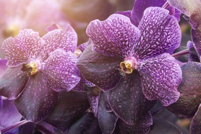 Close-up of wet purple flowering plant