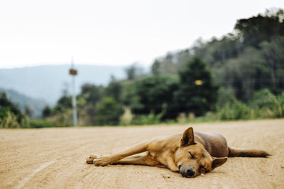 Close-up of dog sleeping on road