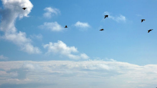 Low angle view of birds flying in sky