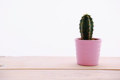 Close-up of potted plant on table against white background