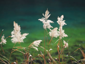 Close-up of plants on field