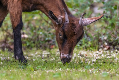 Close-up of goat grazing in field