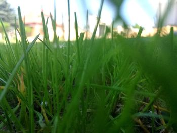 Close-up of grass on field