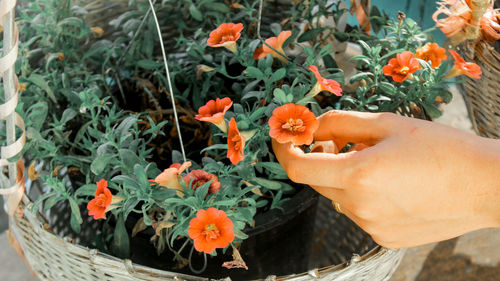 Close-up of person holding orange flower pot