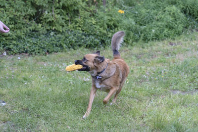 Dog running in field