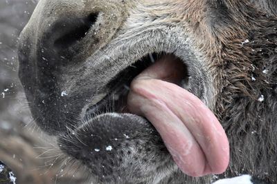 Close-up of a horse