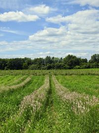 Scenic view of agricultural field against sky