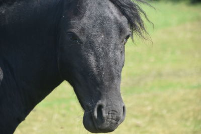 Close-up of horse on field