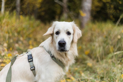 Portrait of golden retriever pale young dog is sitting on the grass in the forest, autumn season