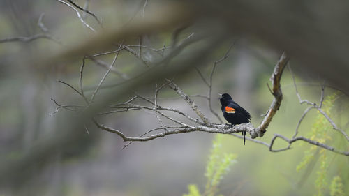 Bird perching on twig