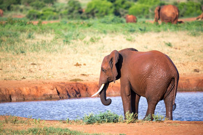 Elephant standing in a field