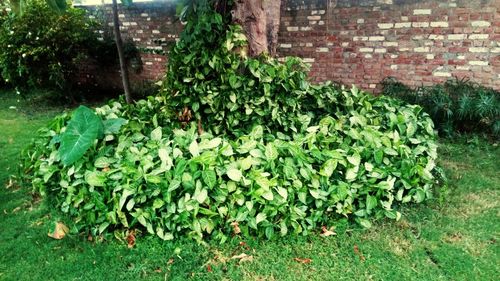 Close-up of fresh green plants