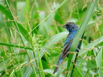 Close-up of bird perching on plant