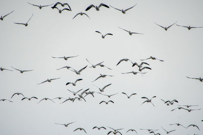 Low angle view of birds flying in the sky