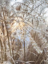 Close-up of wheat field in winter