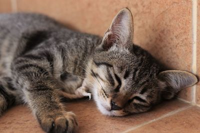 Close-up of a cat sleeping