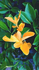 Close-up of yellow flowering plant leaves