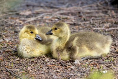 Close-up of ducklings on field