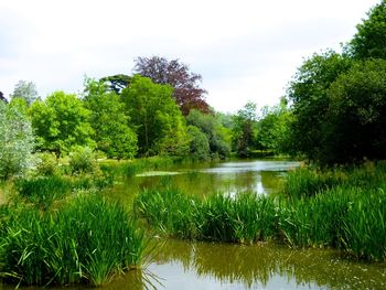 Scenic view of lake in forest