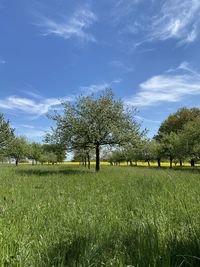 Trees on field against sky