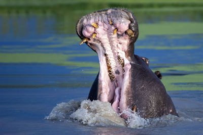 Close-up of turtle in a lake