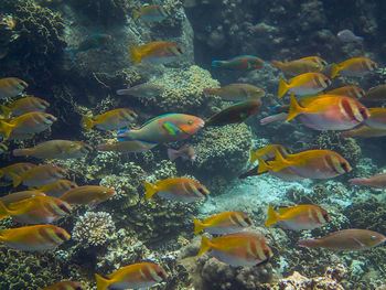 Fish underwater