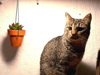 Portrait of a cat looking away