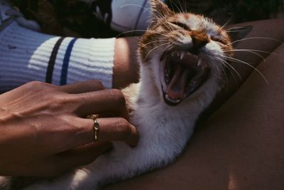 Close-up of hand holding cat