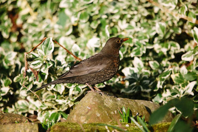 Close-up of bird perching on plant