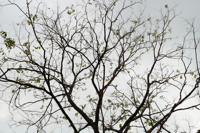 Low angle view of silhouette bare tree against sky