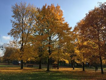 Trees in park during autumn