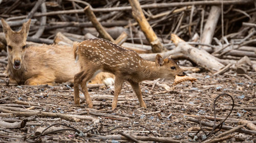 Deer in a land