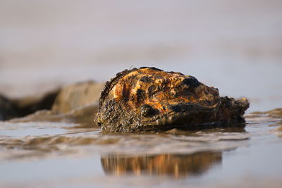 Close-up of rock on sea shore