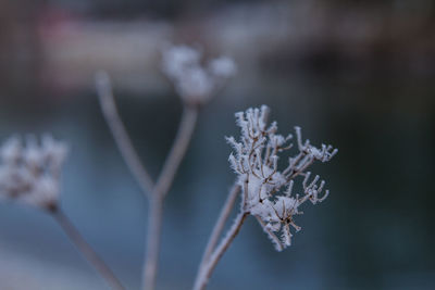 Close-up of wilted plant during winter