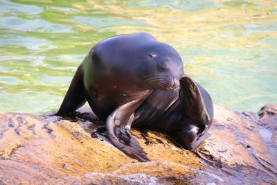 High angle view of sea lion