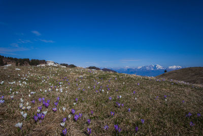 Scenic view of flowering plants on field against blue sky