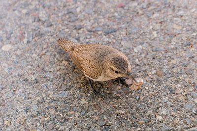 High angle view of a bird on land