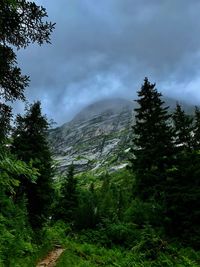 Scenic view of forest against sky