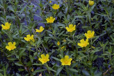 Close-up of yellow flowers blooming outdoors