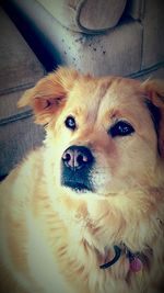 Portrait of dog