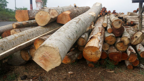 Close-up of stack of logs in forest